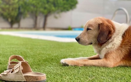 Gran Piscina en Finca de 3000 m2 a 25 min de Madrid
